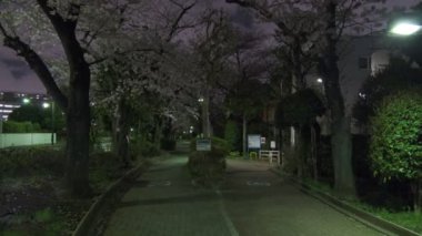 Tokyo Kiraz Çiçeği Gece Görüşü 2022