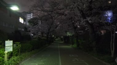 Tokyo Kiraz Çiçeği Gece Görüşü 2022