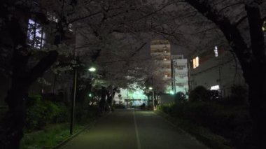 Tokyo Kiraz Çiçeği Gece Görüşü 2022