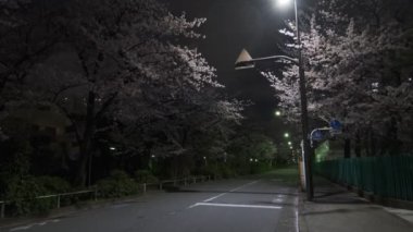 Tokyo Kiraz Çiçeği Gece Görüşü 2022