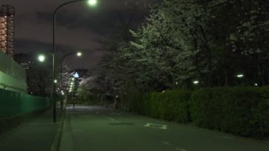 Tokyo Kiraz Çiçeği Gece Görüşü 2022