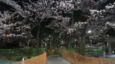 Tokyo Kiraz Çiçeği Gece Görüşü 2022