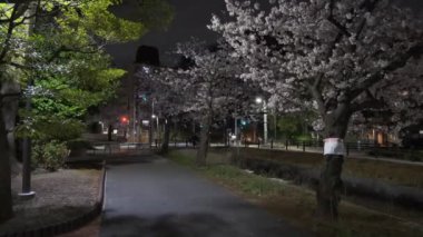 Tokyo Kiraz Çiçeği Gece Görüşü 2022