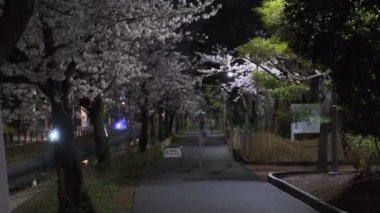 Tokyo Kiraz Çiçeği Gece Görüşü 2022