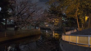 Tokyo Kiraz Çiçeği Gece Görüşü 2022