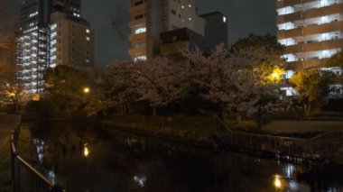 Tokyo Kiraz Çiçeği Gece Görüşü 2022