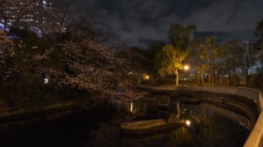 Tokyo Kiraz Çiçeği Gece Görüşü 2022