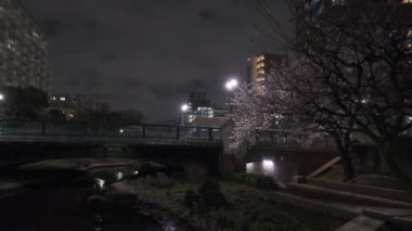 Tokyo Kiraz Çiçeği Gece Görüşü 2022