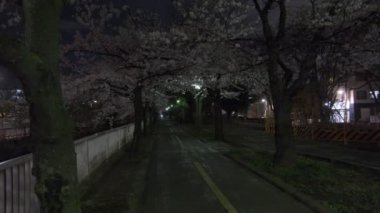 Tokyo Kiraz Çiçeği Gece Görüşü 2022