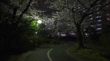 Tokyo Kiraz Çiçeği Gece Görüşü 2022