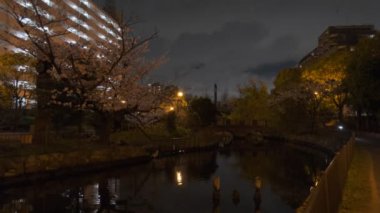 Tokyo Kiraz Çiçeği Gece Görüşü 2022