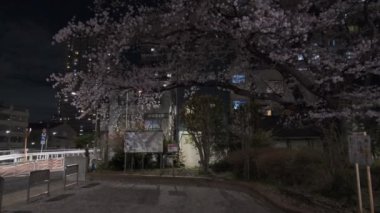 Tokyo Kiraz Çiçeği Gece Görüşü 2022