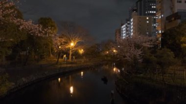 Tokyo Kiraz Çiçeği Gece Görüşü 2022