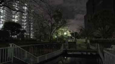 Tokyo Kiraz Çiçeği Gece Görüşü 2022