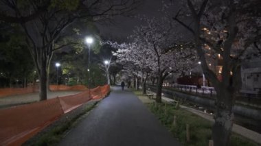 Tokyo Kiraz Çiçeği Gece Görüşü 2022