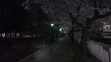 Tokyo Kiraz Çiçeği Gece Görüşü 2022