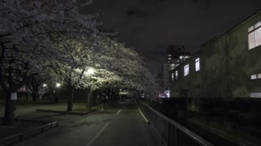 Tokyo Kiraz Çiçeği Gece Görüşü 2022