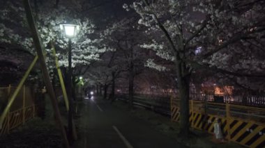 Tokyo Kiraz Çiçeği Gece Görüşü 2022