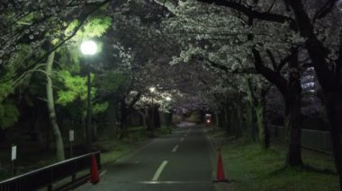 Tokyo Kiraz Çiçeği Gece Görüşü 2022
