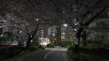 Tokyo Kiraz Çiçeği Gece Görüşü 2022