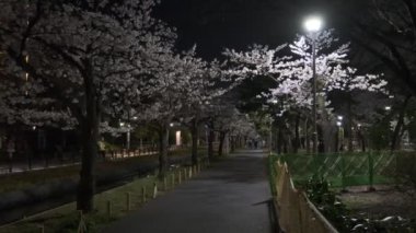 Tokyo Kiraz Çiçeği Gece Görüşü 2022