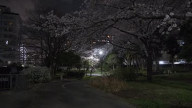 Tokyo Kiraz Çiçeği Gece Görüşü 2022
