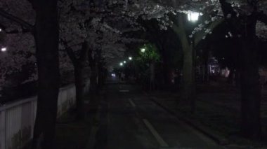 Tokyo Kiraz Çiçeği Gece Görüşü 2022