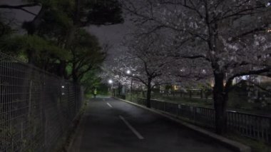 Tokyo Kiraz Çiçeği Gece Görüşü 2022