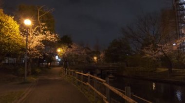 Tokyo Kiraz Çiçeği Gece Görüşü 2022