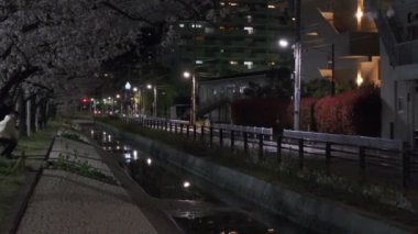 Tokyo Kiraz Çiçeği Gece Görüşü 2022