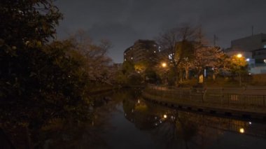 Tokyo Kiraz Çiçeği Gece Görüşü 2022