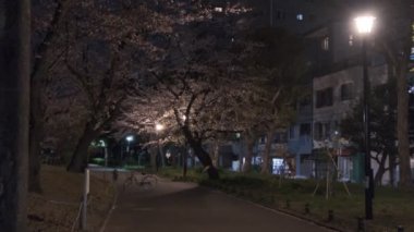 Tokyo Kiraz Çiçeği Gece Görüşü 2022