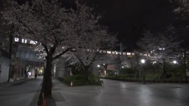 Tokyo Kiraz Çiçeği Gece Görüşü 2022