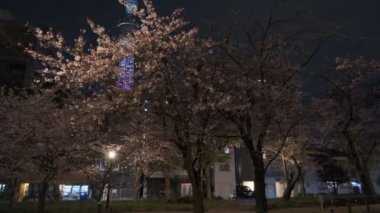 Tokyo Kiraz Çiçeği Gece Görüşü 2022