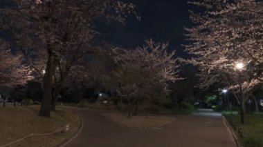 Tokyo Kiraz Çiçeği Gece Görüşü 2022