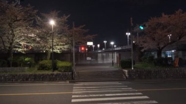 Tokyo Kiraz Çiçeği Gece Görüşü 2022