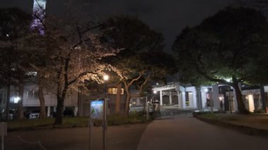 Tokyo Kiraz Çiçeği Gece Görüşü 2022