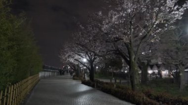 Tokyo Kiraz Çiçeği Gece Görüşü 2022