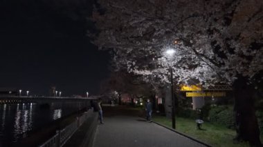 Tokyo Kiraz Çiçeği Gece Görüşü 2022