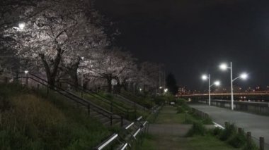 Tokyo Kiraz Çiçeği Gece Görüşü 2022