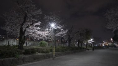 Tokyo Kiraz Çiçeği Gece Görüşü 2022