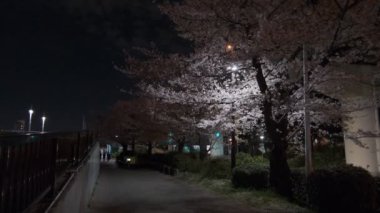 Tokyo Kiraz Çiçeği Gece Görüşü 2022