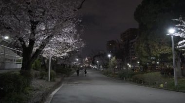 Tokyo Kiraz Çiçeği Gece Görüşü 2022