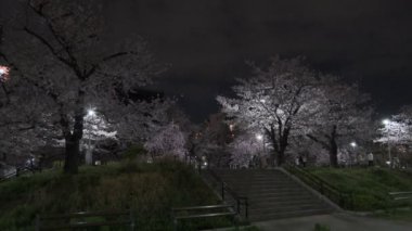 Tokyo Kiraz Çiçeği Gece Görüşü 2022