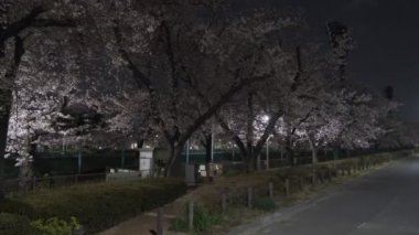 Tokyo Kiraz Çiçeği Gece Görüşü 2022