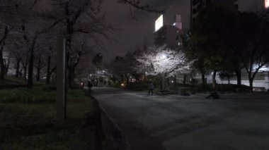 Tokyo Kiraz Çiçeği Gece Görüşü 2022