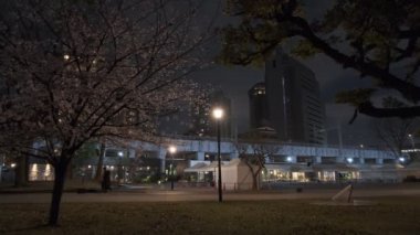 Tokyo Kiraz Çiçeği Gece Görüşü 2022