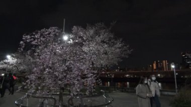 Tokyo Kiraz Çiçeği Gece Görüşü 2022