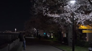 Tokyo Kiraz Çiçeği Gece Görüşü 2022