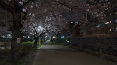 Tokyo Kiraz Çiçeği Gece Görüşü 2022
